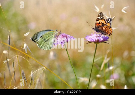 Large White butterfly (Sarcococca brassicae) e dipinto di lady butterfly (Vanessa cardui) alimentazione su mauve scabiosa fiori Foto Stock