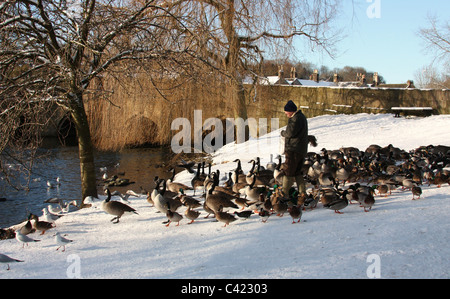 Dar da mangiare alle anatre a Bakewell nel Derbyshire Foto Stock