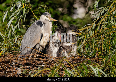 Airone cenerino, Ardea cinerea, singolo adulto con tre giovani sul nido, Londra, maggio 2011 Foto Stock