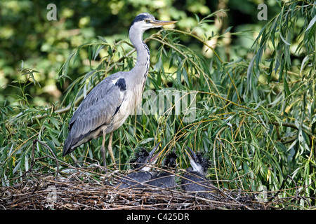 Airone cenerino, Ardea cinerea, singolo adulto con tre giovani sul nido, Londra, maggio 2011 Foto Stock