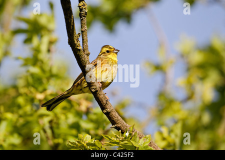 Zigolo giallo, Emberiza citrinella, singolo uccello maschio sul ramo, Midlands, Maggio 2011 Foto Stock