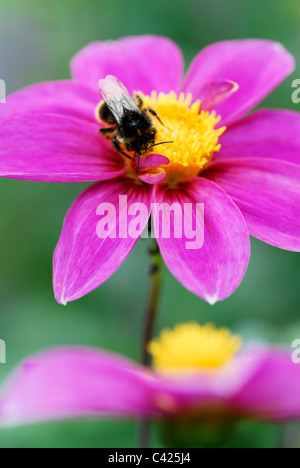 Macro bumblebee avanzamento sul cuore giallo di viola Fiore Dahlia Foto Stock