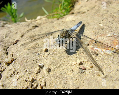 Macro di libellula (Libellula fulva) maschio sulla terra vicino stagno Foto Stock