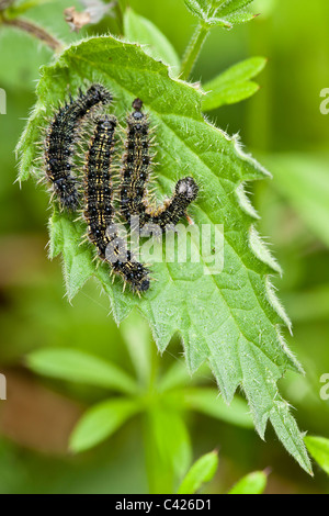 Farfalla pavone bruchi, Inachis io, su ortica, Derbyshire, può Foto Stock