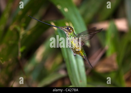 Colibrì nel giardino del museo Kentikafe coffee shop. Spada-fatturati hummingbird ( Ensifera Ensifera ). Foto Stock