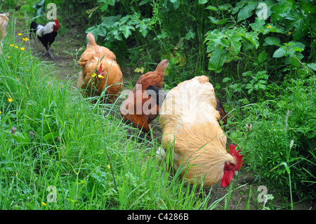 Morwellham Quay, Devon, Inghilterra: polli ruspanti su una fattoria restaurata Foto Stock