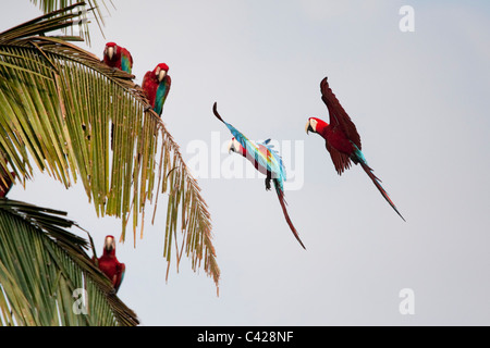 Parco Nazionale del Manu, il rosso e il verde Macaws ( Ara chloroptera ) vicino a Tambo Blanquillo leccare di argilla. Volare. Foto Stock