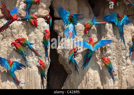 Parco Nazionale del Manu, il rosso e il verde Macaws ( Ara chloroptera ) ingestione di argilla da Tambo Blanquillo leccare di argilla. Foto Stock