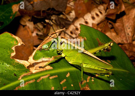 Il Perù, Boca Manu, Blanquillo, Parco Nazionale del Manu, Sito Patrimonio Mondiale dell'UNESCO. Grasshopper. Foto Stock