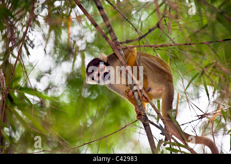 Il Perù, Boca Manu, Blanquillo, Parco Nazionale del Manu, Sito Patrimonio Mondiale dell'UNESCO, comune Scimmia di scoiattolo ( Saimiri sciureus ). Foto Stock