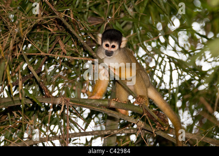 Il Perù, Boca Manu, Blanquillo, Parco Nazionale del Manu, Sito Patrimonio Mondiale dell'UNESCO, comune Scimmia di scoiattolo ( Saimiri sciureus ). Foto Stock