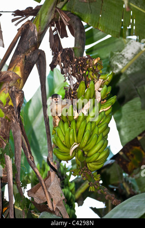 Il Perù, Boca Manu, Blanquillo, comune Scimmia di scoiattolo ( Saimiri sciureus ). Mangiare in piantagione di banane. Foto Stock