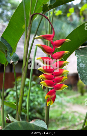 Il Perù, Boca Manu, Parco Nazionale del Manu Manu Centro faunistico, Heliconia fiore nel giardino. Foto Stock