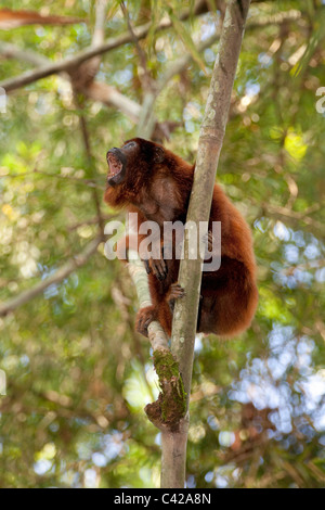 Il Perù, Cruz de Mayo, il Parco Nazionale del Manu, Pantiacolla montagne. Vecchio rosso scimmia urlatrice ( Alouatta Alouatta ). Foto Stock