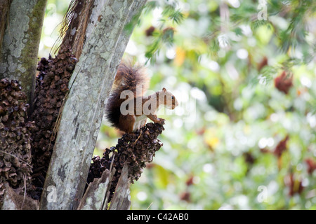 Il Perù, Cruz de Mayo, il Parco Nazionale del Manu, Pantiacolla montagne. Southern Amazon scoiattolo rosso( Sciurus Spadiceus ). Foto Stock