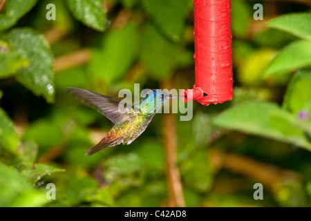 Parco Nazionale del Manu, Pantiacolla montagne. Golden Tailed Sapphire Hummingbird ( Chrysuronia Oenone ). Maschio. Alimentatore a. Foto Stock