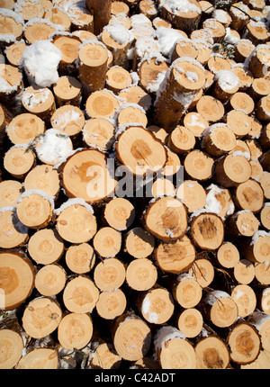 Closeup di un mucchio di tronchi di pino appena tagliati ( pinus sylvestris ) , Finlandia Foto Stock