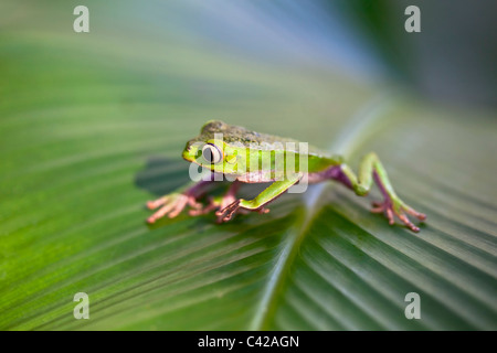 Il Perù, Cruz de Mayo, il Parco Nazionale del Manu, Pantiacolla montagne. White lined rana foglia ( (Phyllomedusa vaillanti ). Foto Stock