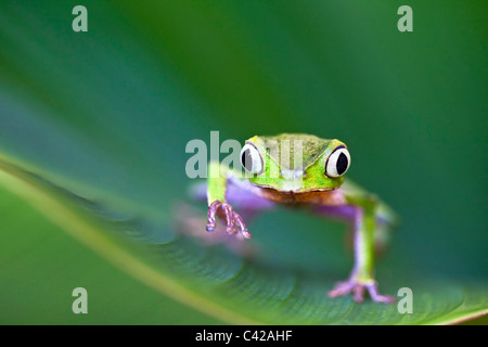 Il Perù, Cruz de Mayo, il Parco Nazionale del Manu, Pantiacolla montagne. White lined rana foglia ( (Phyllomedusa vaillanti ). Foto Stock