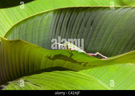 Il Perù, Cruz de Mayo, il Parco Nazionale del Manu, Pantiacolla montagne. White lined rana foglia ( (Phyllomedusa vaillanti ). Foto Stock