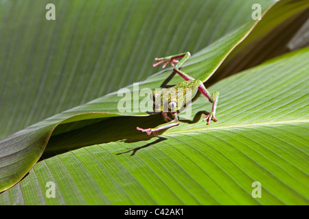 Il Perù, Cruz de Mayo, il Parco Nazionale del Manu, Pantiacolla montagne. White lined rana foglia ( (Phyllomedusa vaillanti ). Foto Stock