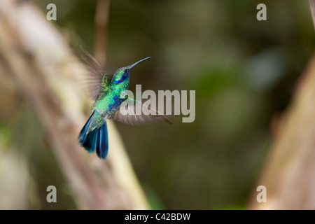 Il Perù, Aguas Calientes, Machu Picchu, Inkaterra Machu Picchu Pueblo Hotel. Giardino. Hummingbird. Foto Stock