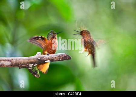 Il Perù, Aguas Calientes, Machu Picchu, Inkaterra Machu Picchu Pueblo Hotel. Giardino. Hummingbird. Foto Stock