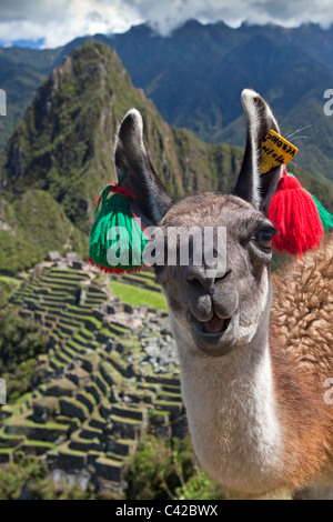 Il Perù, Aguas Calientes, Machu Picchu.del XV secolo sito Inca situato a 2.430 metri (7,970 ft) sopra il livello del mare. Llama. (Lama glama) Foto Stock