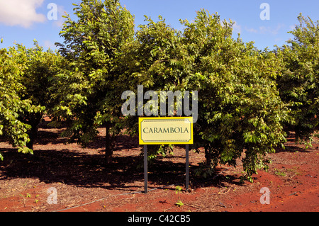 Carambole Starfruit Dole Plantation Wahiawa Honolulu Hawaii Oahu Oceano Pacifico Foto Stock