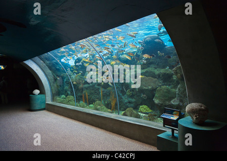 Grande vetro curvo acquario punto di osservazione all'Acquario della Florida a Tampa, Florida, Stati Uniti d'America Foto Stock