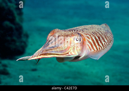 Seppie (Sepia officinalis) nuoto sott'acqua Foto Stock