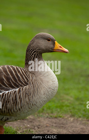 Graylag Goose (Anser anser). Foto Stock