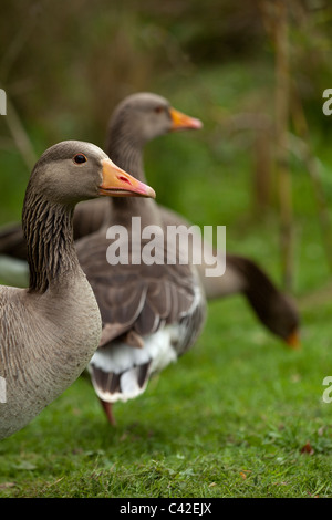 Graylag oche (Anser anser). Foto Stock