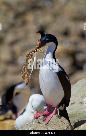 Sud Georgian Blue-eyed shag con materiale di nidificazione, nuova isola, West Falkland Foto Stock