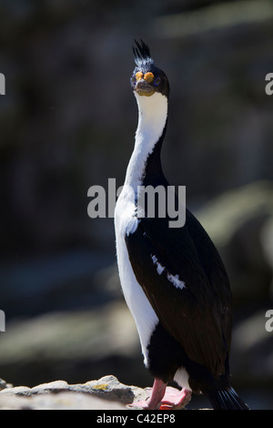 Sud Georgian blue-eyed shag, nuova isola, West Falkland Foto Stock