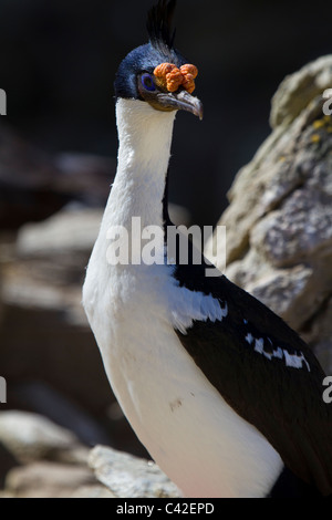 Sud Georgian blue-eyed shag, nuova isola, West Falkland Foto Stock