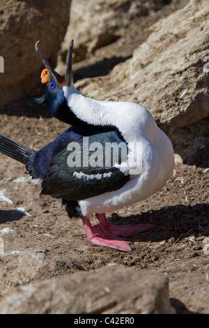 Display di accoppiamento da un Sud Georgian blue-eyed shag, nuova isola, West Falkland Foto Stock