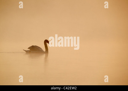 Cigno, Cygnus olor, singolo uccello sulle acque all'alba nella nebbia, Derbyshire, Maggio 2011 Foto Stock