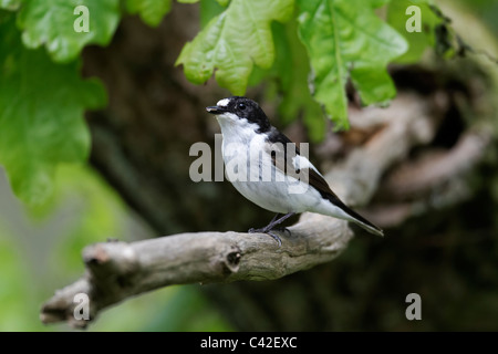 Pied flycatcher, Ficedula hypoleuca, maschio singolo sul ramo, Galles, Maggio 2011 Foto Stock