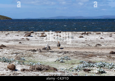 Kelp oche con goslings, nuova isola, West Falkland Foto Stock