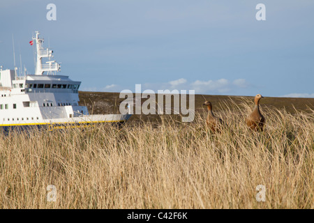 Ruddy oche intestata alla nuova isola, West Falkland Foto Stock