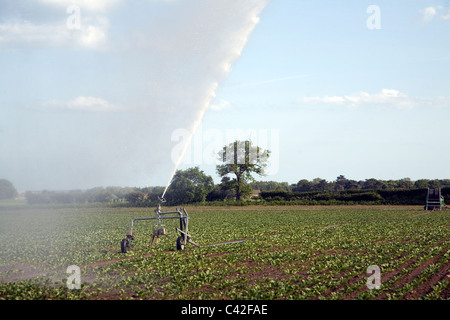 Acqua di irrigazione la spruzzatura del campo di barbabietole da zucchero, Iken, Suffolk, Inghilterra Foto Stock