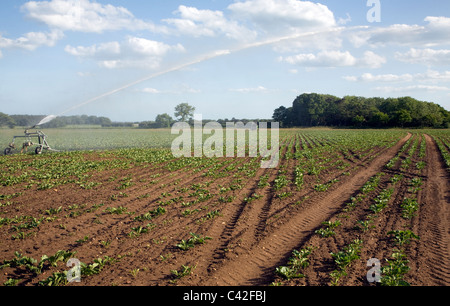 Acqua di irrigazione la spruzzatura del campo di barbabietole da zucchero, Iken, Suffolk, Inghilterra Foto Stock