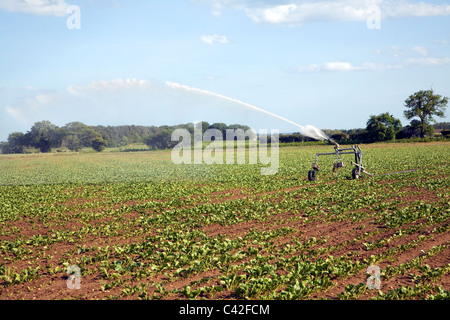 Acqua di irrigazione la spruzzatura del campo di barbabietole da zucchero, Iken, Suffolk, Inghilterra Foto Stock