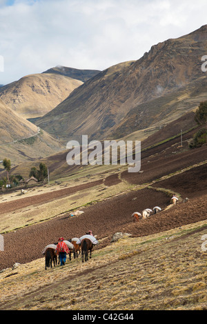 Il Perù, Patakancha, Patacancha, villaggio nei pressi di Ollantaytambo. Indian di uomini in abito tradizionale il trasporto di merci con cavallo. Foto Stock