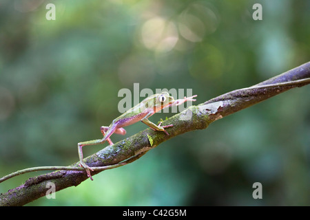 Il Perù, Cruz de Mayo, il Parco Nazionale del Manu, Pantiacolla montagne. White lined rana foglia ( (Phyllomedusa vaillanti ). Foto Stock