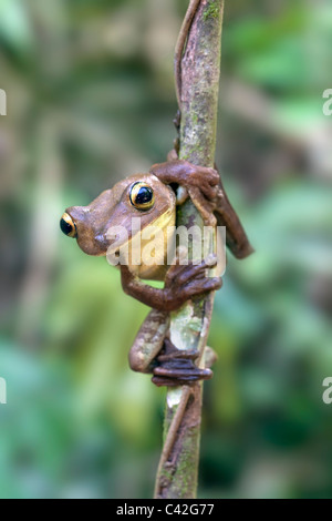 Il Perù, Cruz de Mayo, il Parco Nazionale del Manu, Pantiacolla montagne. Gladiator Raganella ( Hypsiboas boans ). Foto Stock