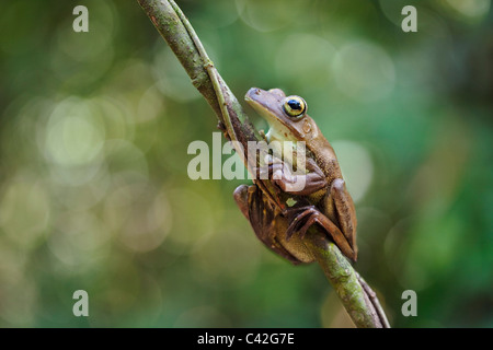 Il Perù, Cruz de Mayo, il Parco Nazionale del Manu, Pantiacolla montagne. Gladiator Raganella ( Hypsiboas boans ). Foto Stock