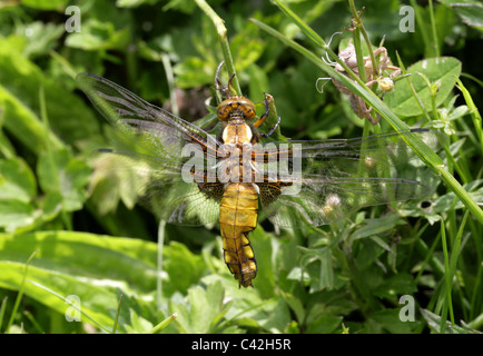 Ampio femmina corposo Chaser Dragonfly, Libellula depressa, Libellulidae. Asciugando le sue ali sulla emergente dal suo caso larvale. Foto Stock