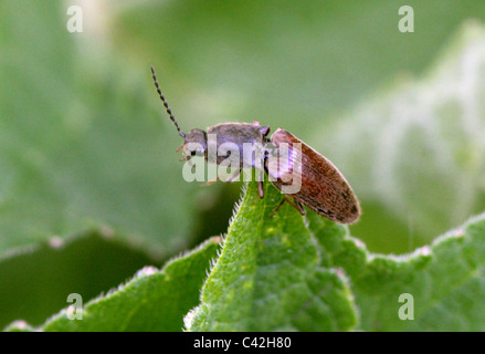 Fare clic su Beetle, Athous haemorrhoidalis, Elateridae, REGNO UNITO Foto Stock